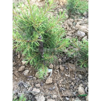 供應山西地區3-5公分山桃·6-8公分觀賞山桃