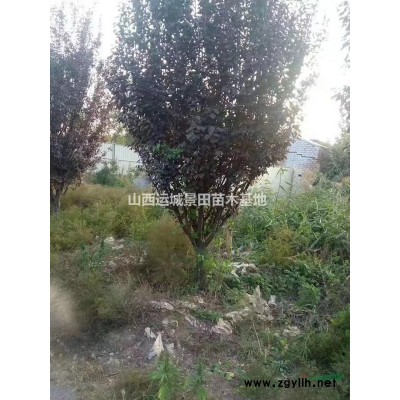 山西地區大量出售5公分速生楊6公分速生楊7公分速生楊