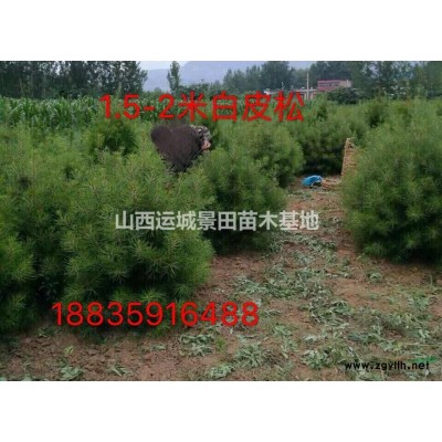 5-7公分速生楊基地·6-8公分速生楊產地·供應速生楊量大