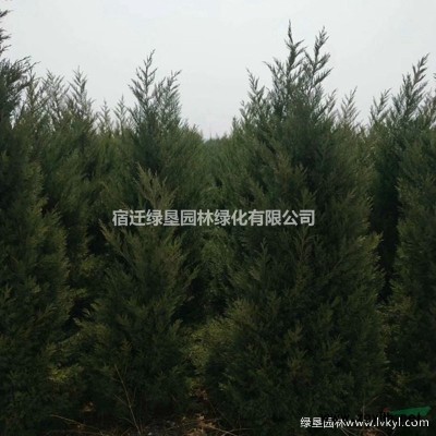 江蘇龍柱碧桃價(jià)格 龍柱碧桃基地 龍柱碧桃供應(yīng)