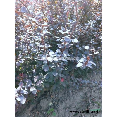 紅葉石楠球價格_紅葉石楠球產地_紅葉石楠球綠化苗木苗圃基地