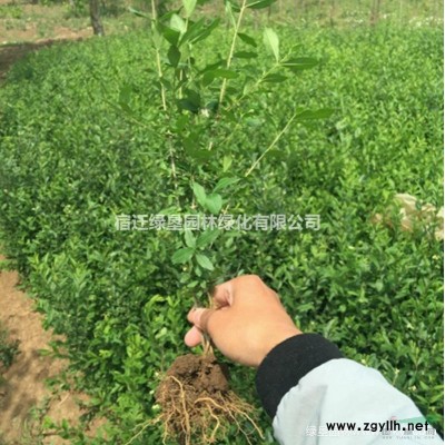 大小規格江蘇黃玉蘭價格 黃玉蘭基地直銷 黃玉蘭供應