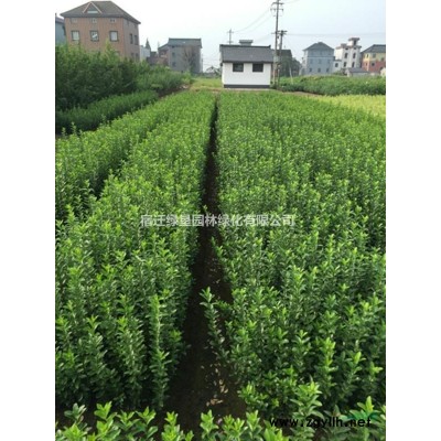 叢生紫薇價格_叢生紫薇產地_叢生紫薇綠化苗木苗圃基地