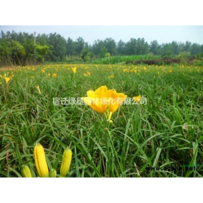 欒樹價(jià)格_欒樹圖片_欒樹產(chǎn)地_欒樹綠化苗木苗圃基地