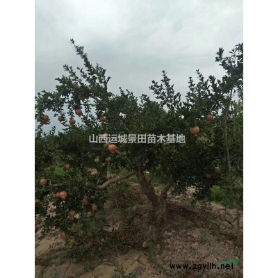 5公分山桃價(jià)格·6公分山桃多少錢？哪里有8公分山桃樹
