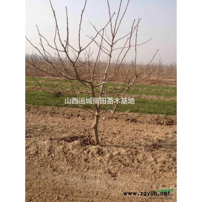 山西運城杏樹基地·運城杏樹基地批發嫁接紅梅的杏樹樁