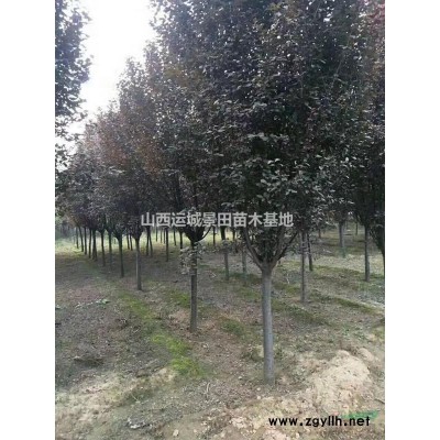 柿子樹產地·山西柿子樹·運城甜柿子樹苗成品種植基地