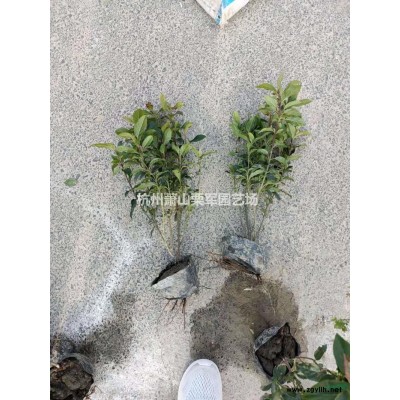 浙江蕭山毛鵑毛球，杯苗大小規格*批發/供應