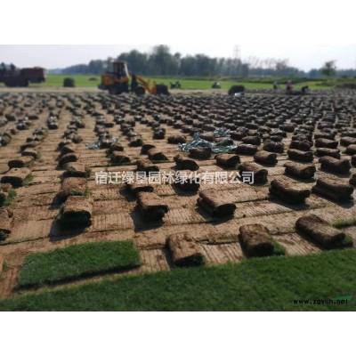 珍珠梅·珍珠梅圖片·珍珠梅種植基地