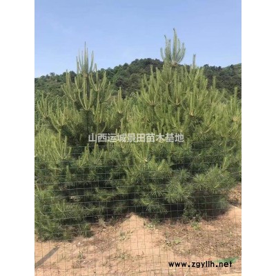 出售白皮松·工廠綠化白皮松，礦場綠化白皮松，荒山綠化白皮松