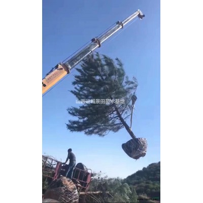 3米油松價格詳情·冠幅200公分，地徑8公分，分枝30公分