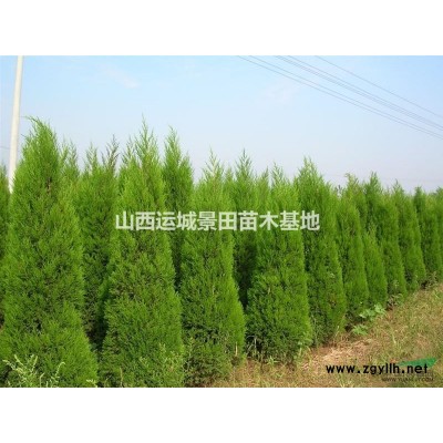 白皮松價錢_今日白皮松批發價格多少錢_白皮松價格走勢查詢
