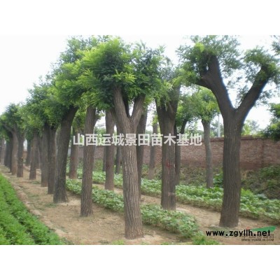 景觀10公分山杏價格·景觀15公分山杏圖片·供應景觀點綴山杏