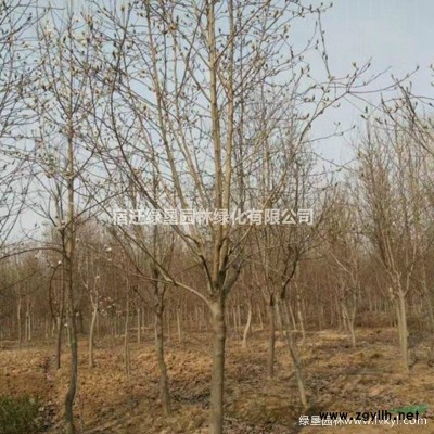 江蘇珍珠梅價格 珍珠梅基地批發 珍珠梅供應
