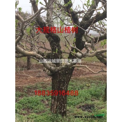新品種柿子苗報價_當年結果柿子樹苗多少錢？是什么品種