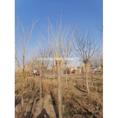 山東紅葉碧桃基地，懷舜園林質優價廉