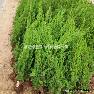 紫葉小檗價格_紫葉小波產地_紫葉小檗綠化苗木苗圃基地