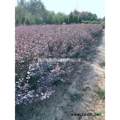 金葉女貞球價格_金葉女貞球產地_金葉女貞球綠化苗木苗圃基地