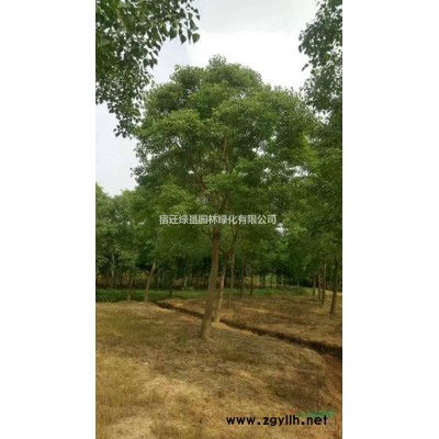 優質迎春花·迎春花圖片·迎春花種植基地