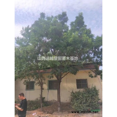 山西鈣果基地·運城鈣果苗種植繁育基地·批發鈣果種子