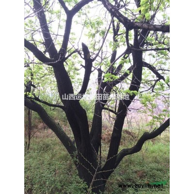 紅葉李基地·紅葉李主要產地·北方地區·山西運城紅葉李