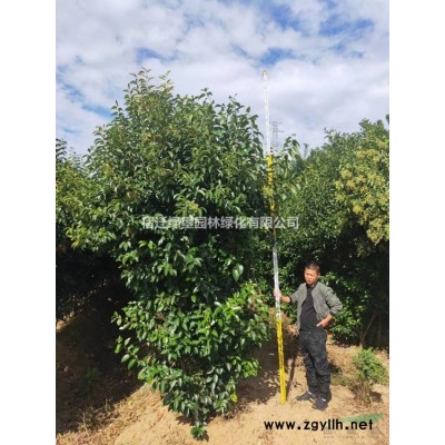 櫸樹價格_櫸樹圖片_櫸樹產地_櫸樹綠化苗木苗圃基地