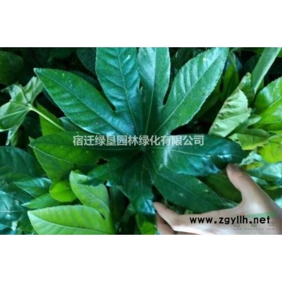 迎春花·迎春花圖片·迎春花種植基地