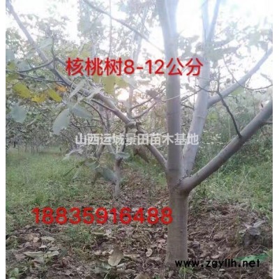 山西25公分國槐價格對比四川國槐28公分價格哪個便宜