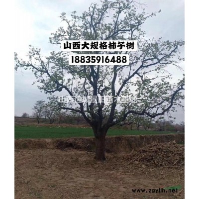 蘋果苗批發·蘋果苗量大·山西運城千畝蘋果苗種植基地