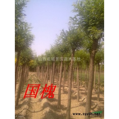 白皮松_白皮松價格_白皮松產地_圖片_行情趨勢