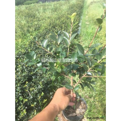 浙江蕭山檜柏毛球價格優惠,檜柏大量低價供應