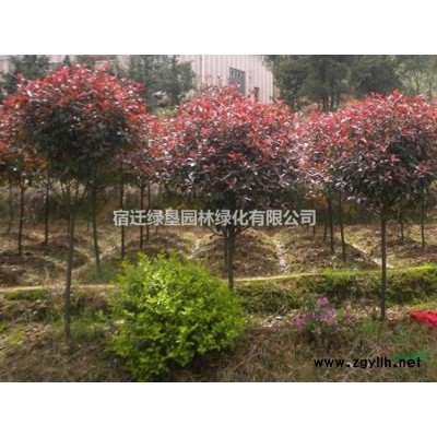 叢生大葉女貞價格 江蘇叢生大葉女貞基地直銷