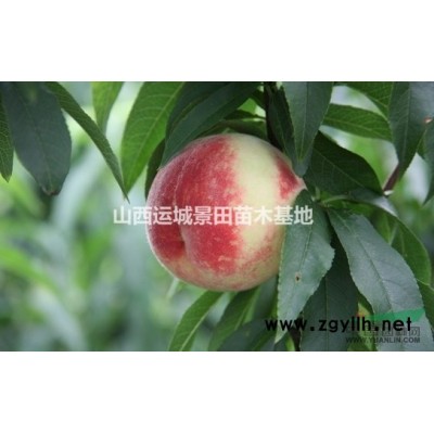 8到10公分現在價格·國槐今年市場主流價格·小規格國槐報價