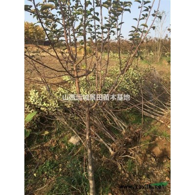 哪里有山桃？山桃園林用途？山桃幾月份開花？