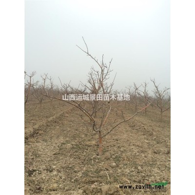 柿子樹基地·脆甜柿子樹·陽豐甜柿子樹價格山西多少錢