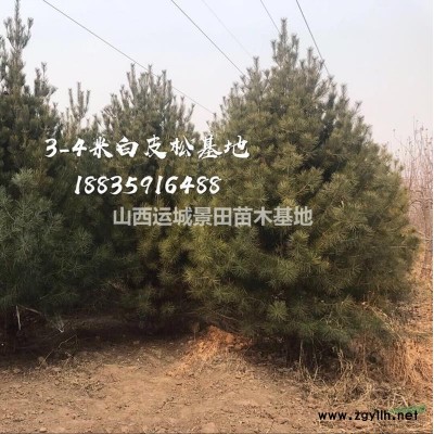 15公分造型山楂樹·20公分造型山楂樹·30公分造型山楂樹