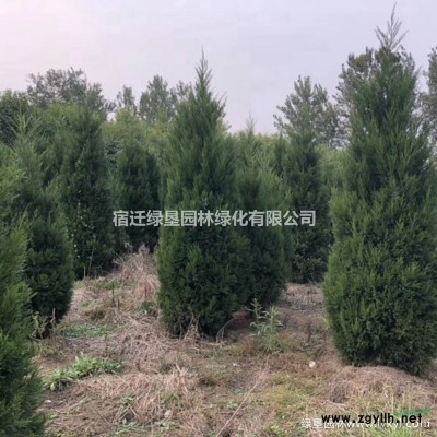 供應(yīng)粗度6~12公分優(yōu)質(zhì)紅梅