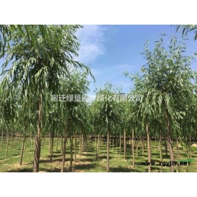 竹子 毛竹 青竹 江蘇竹子 江蘇毛竹 江蘇青竹