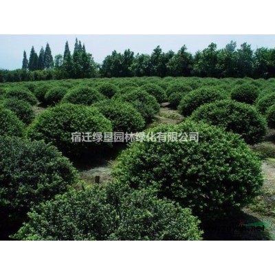 紫薇價格_紫薇圖片_紫薇產地_紫薇綠化苗木苗圃基地