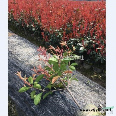 浙江金華大葉梔子杯苗中葉梔子價(jià)格小葉梔子產(chǎn)地梔子花批發(fā)梔子價(jià)