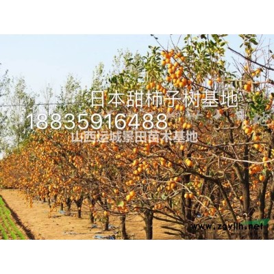 地徑15公分核桃樹=米徑10公分核桃樹價格·占地核桃樹報價