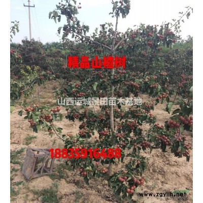 山西運城桃樹占地價錢·8公分10公分12公分15公分占地桃樹