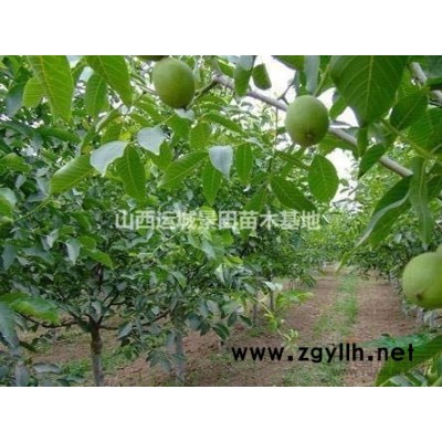 占地核桃樹_山西核桃樹基地_6-8-10公分核桃樹哪里多？