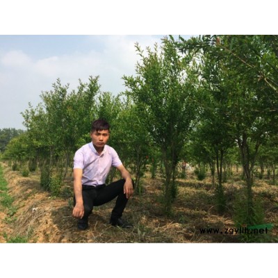 狗牙根草坪價格_狗牙根草坪產地_狗牙根草坪草皮苗圃基地