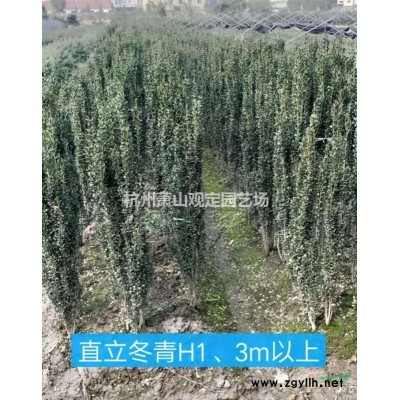 無刺構骨球p1m。p1.20m冠