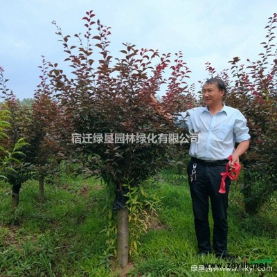 黃金柳·黃金柳圖片·黃金柳種植基地