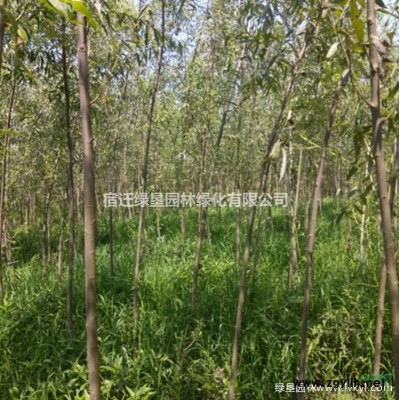 常綠萱草·常綠萱草種植基地·常綠萱草圖片