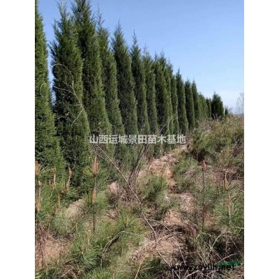 粗度8公分核桃樹(shù)·裸根截桿高度150公分占地核桃樹(shù)報(bào)價(jià)30元