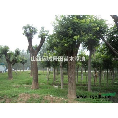 4米油松市場價(jià)格·4米油松批發(fā)報(bào)價(jià)·4米油松單價(jià)供應(yīng)