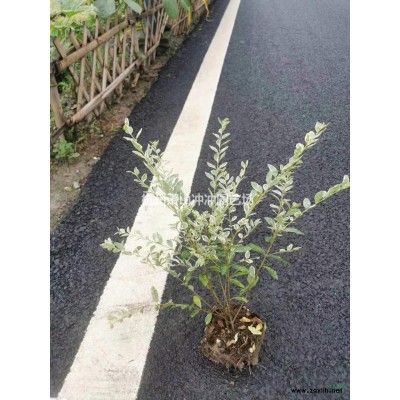 精品  金邊無(wú)禿子球  毛球及杯苗